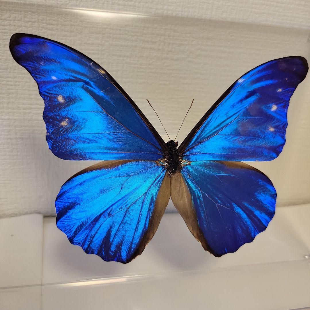 蝶の標本　ジャングルを舞う宝石(珍珍)