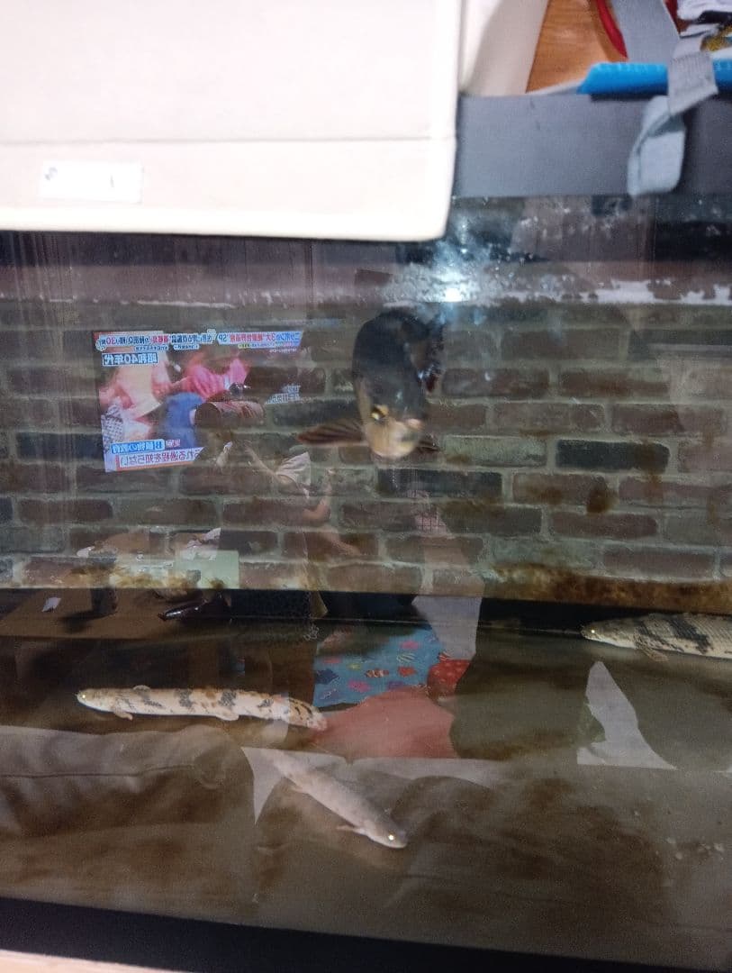 大型アクリル水槽 アロワナ飼育用