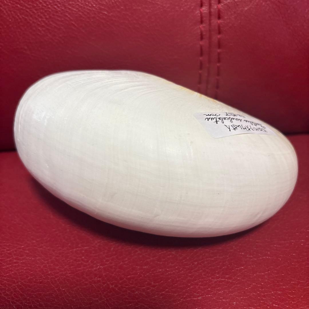 (貴重)ニューギニア産ヒロベソオウムガイ　１７cm