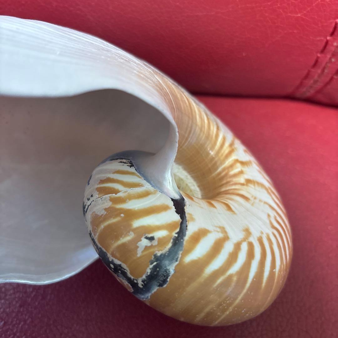 (貴重)ニューギニア産ヒロベソオウムガイ　１７cm