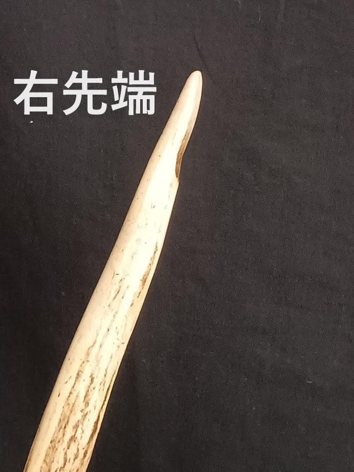 桜龍標本　ニホンジカ　オス　５６Kg　角付き頭骨＋寛骨