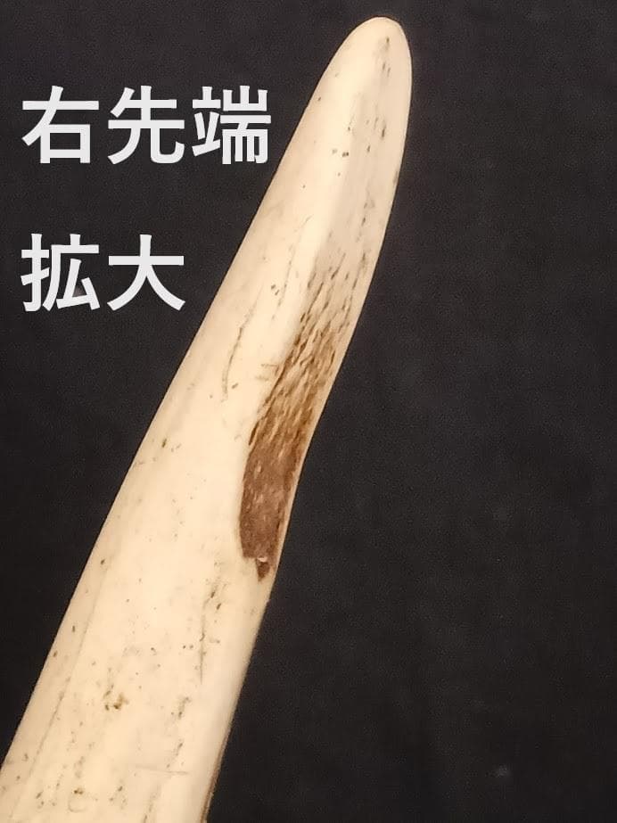 桜龍標本　ニホンジカ　オス　５６Kg　角付き頭骨＋寛骨