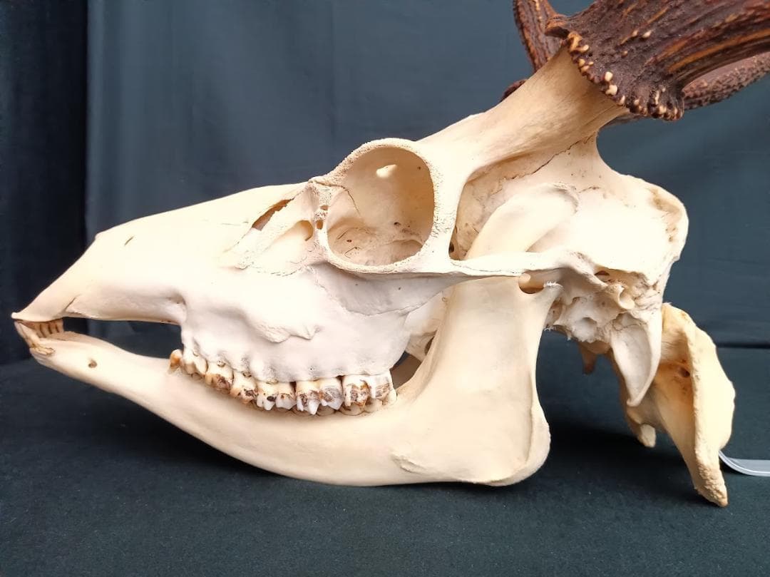 桜龍標本　ニホンジカ　オス　５６Kg　角付き頭骨＋寛骨