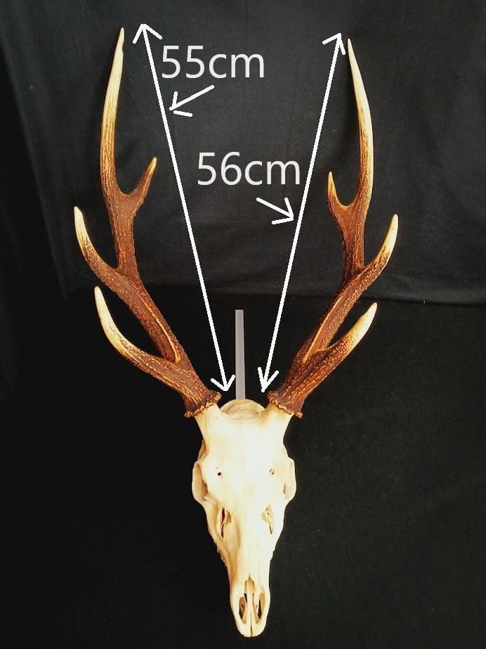 桜龍標本　ニホンジカ　オス　５６Kg　角付き頭骨＋寛骨