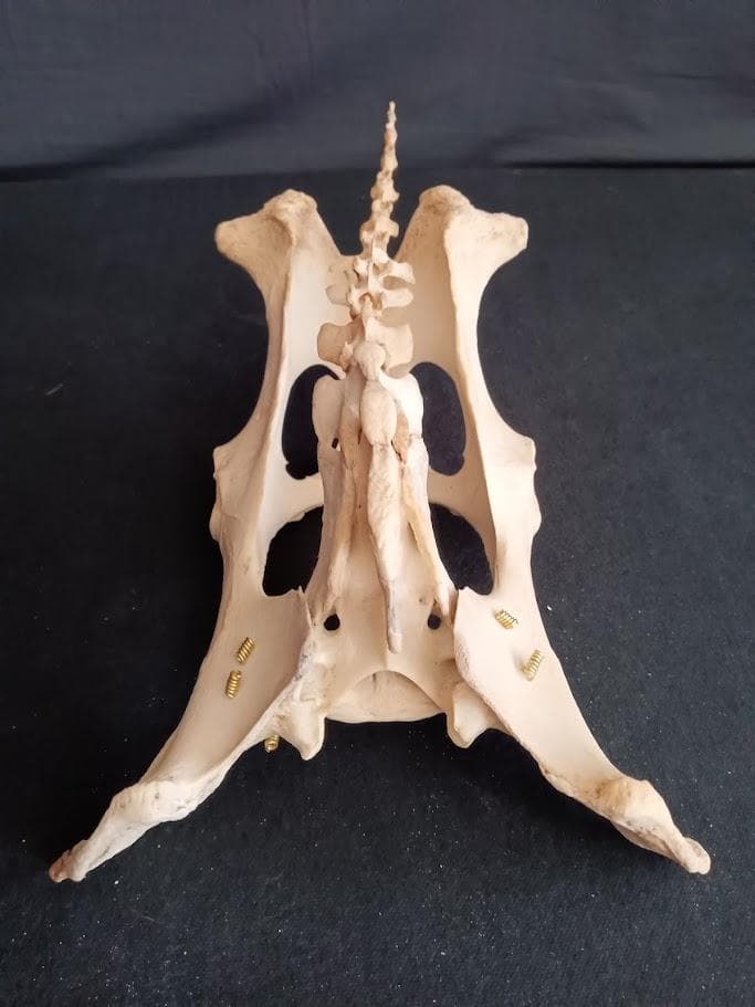 桜龍標本　ニホンジカ　オス　５６Kg　角付き頭骨＋寛骨