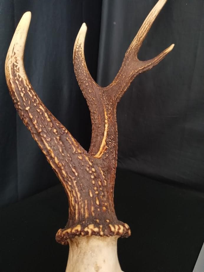 桜龍標本　ニホンジカ　オス　５６Kg　角付き頭骨＋寛骨