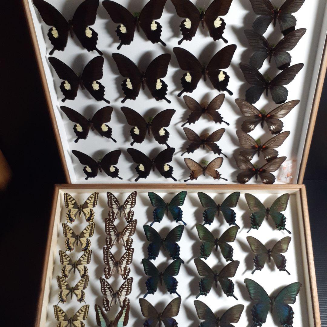 蝶標本　アゲハチョウ類8種47頭、大型ドイツ標本箱２箱入りセット