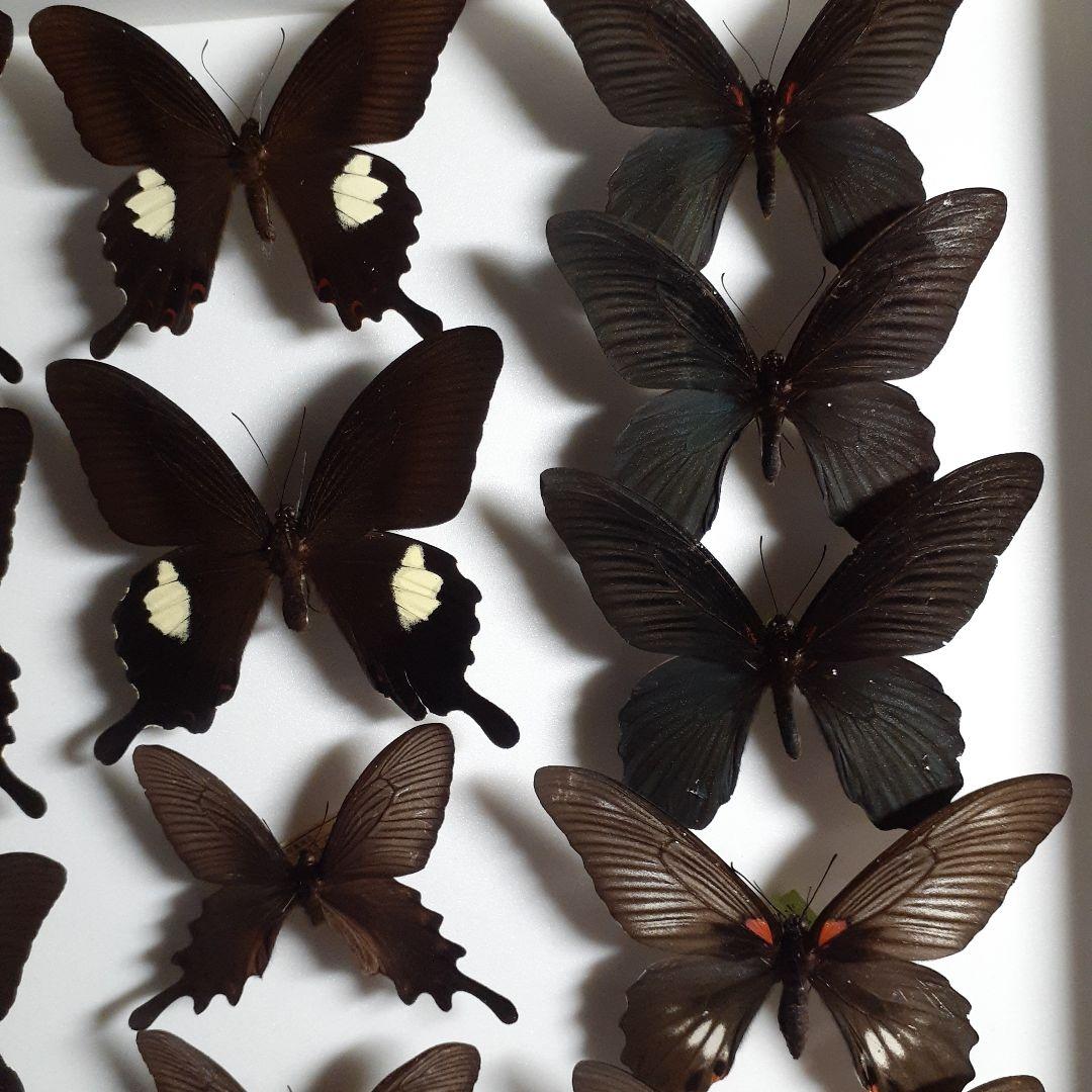 蝶標本　アゲハチョウ類8種47頭、大型ドイツ標本箱２箱入りセット