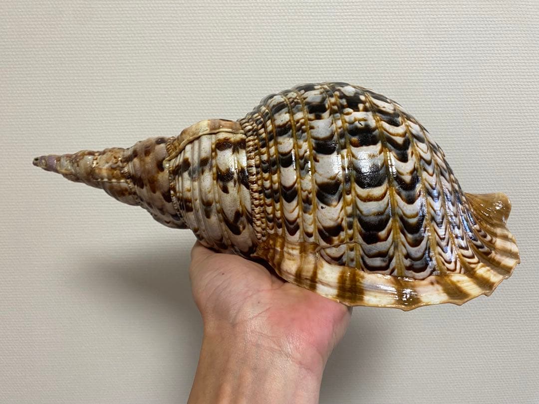 法螺貝　ホラ貝　36cm 770g