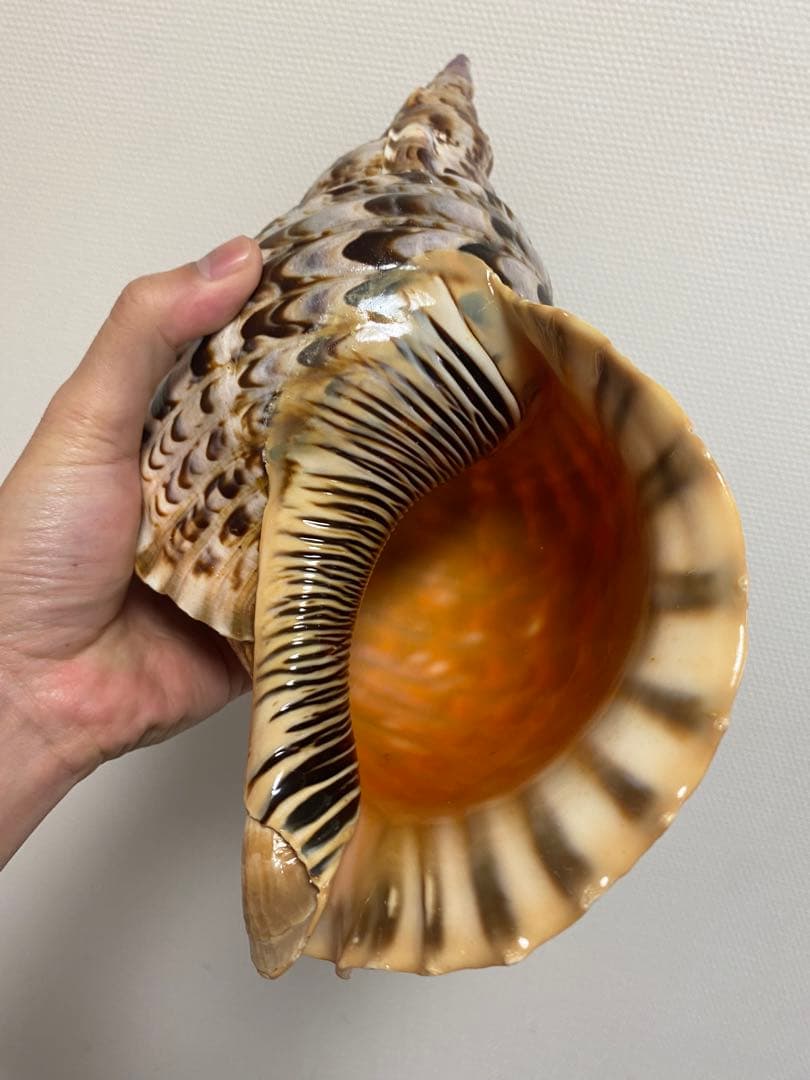 法螺貝　ホラ貝　36cm 770g
