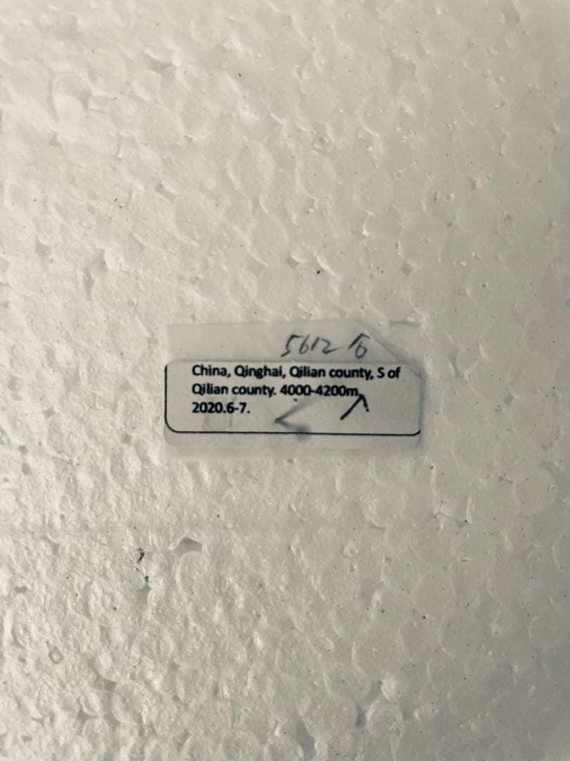 パルナシウス・アッコ・ホロハオアエ（中国甘粛省祁連山、オス）