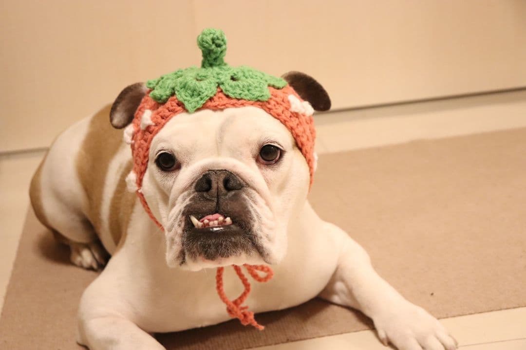 受注生産▷犬用いちご帽子