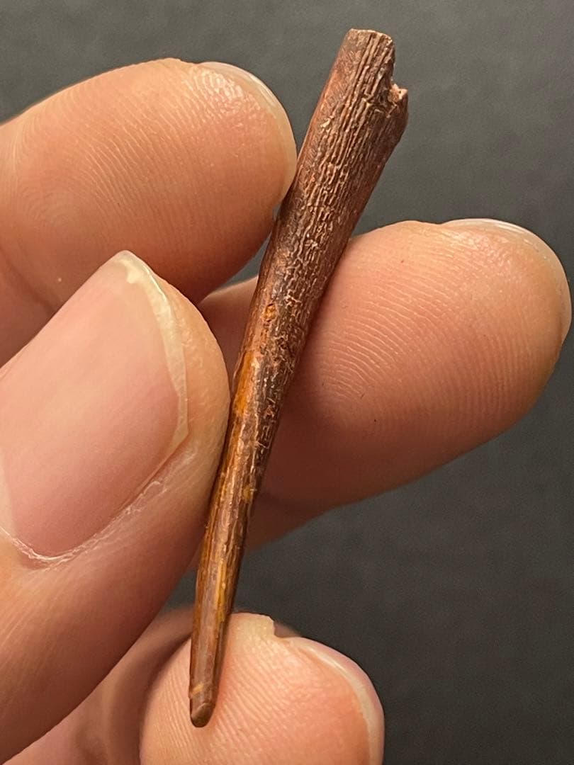 翼竜の歯　化石