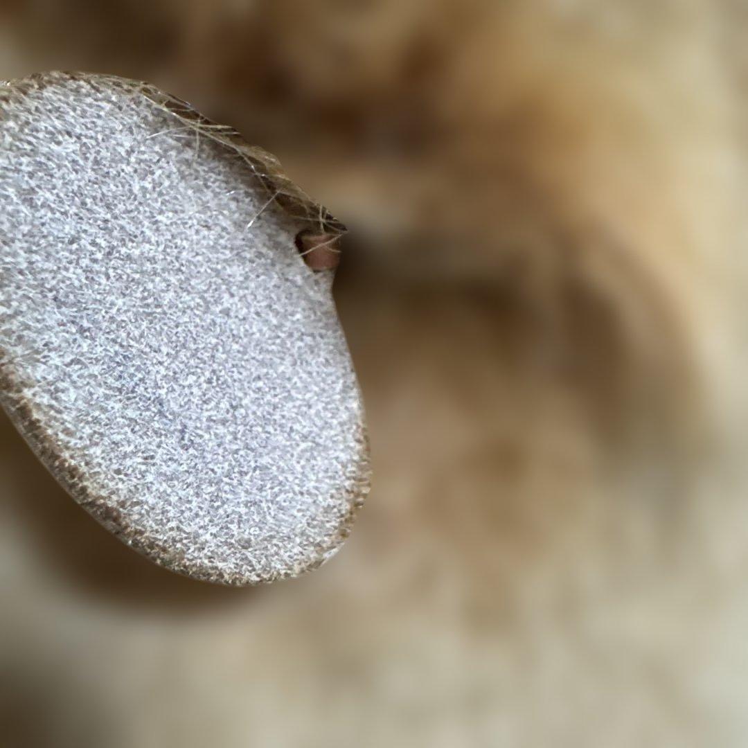 ヴィンテージ　EXCELLENT FIRST 大きなオラウータン　ぬいぐるみ