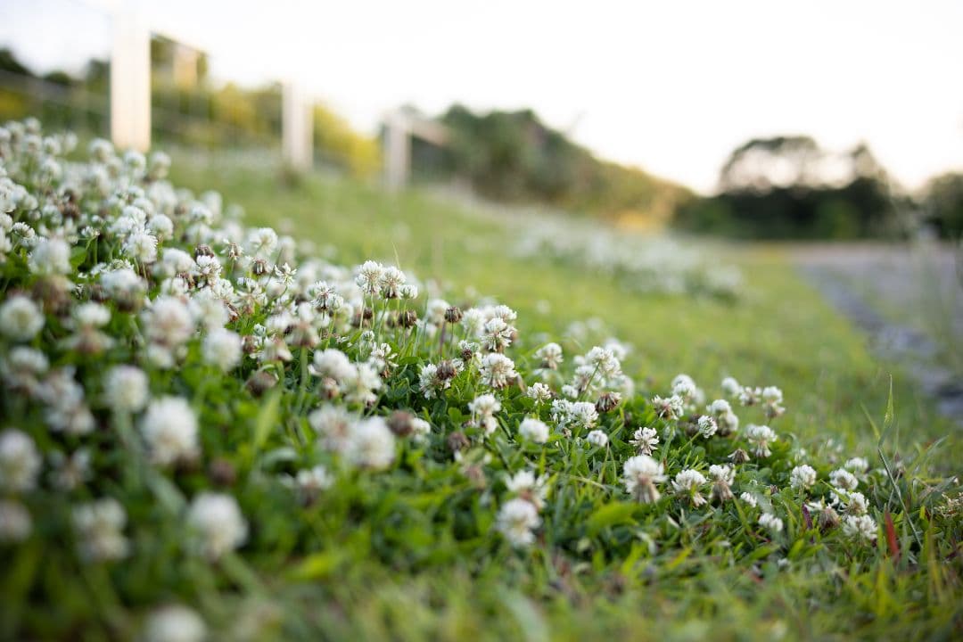Voigtlander NOKTON 40mm F1.2 RFマウント キヤノン