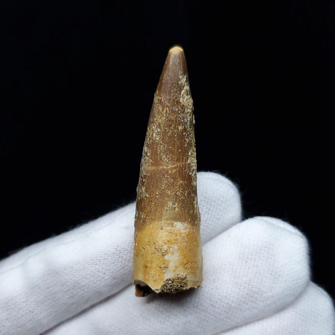 プレシオサウルス 化石 歯 本物 モロッコ産 43.21mm ケース pr85