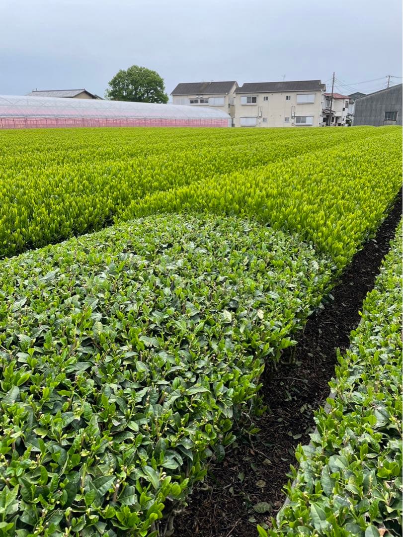 2025年産 新茶　深むし茶 極上煎茶１００ｇ×３袋 深蒸茶　緑茶　母の日ギフト