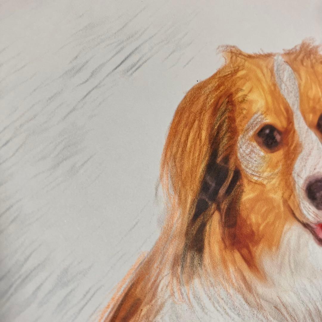 【コーイケルホンデュエ成犬】額装品　額縁寸法32.7㎝×24.0㎝×1.5㎝