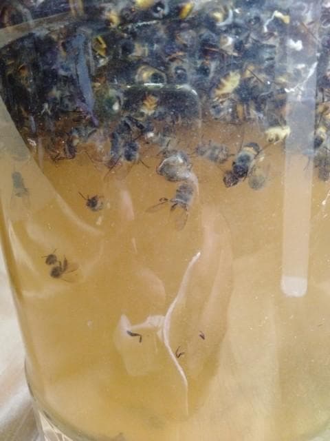 昆虫標本　ニホンミツバチ　1万匹ほど　35度焼酎漬け　25年5月