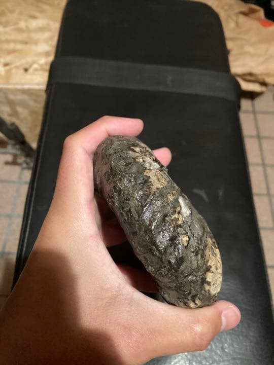 北海道　中頓別　アンモナイト　化石　/クリスマス　恐竜　三葉虫　アウトドア