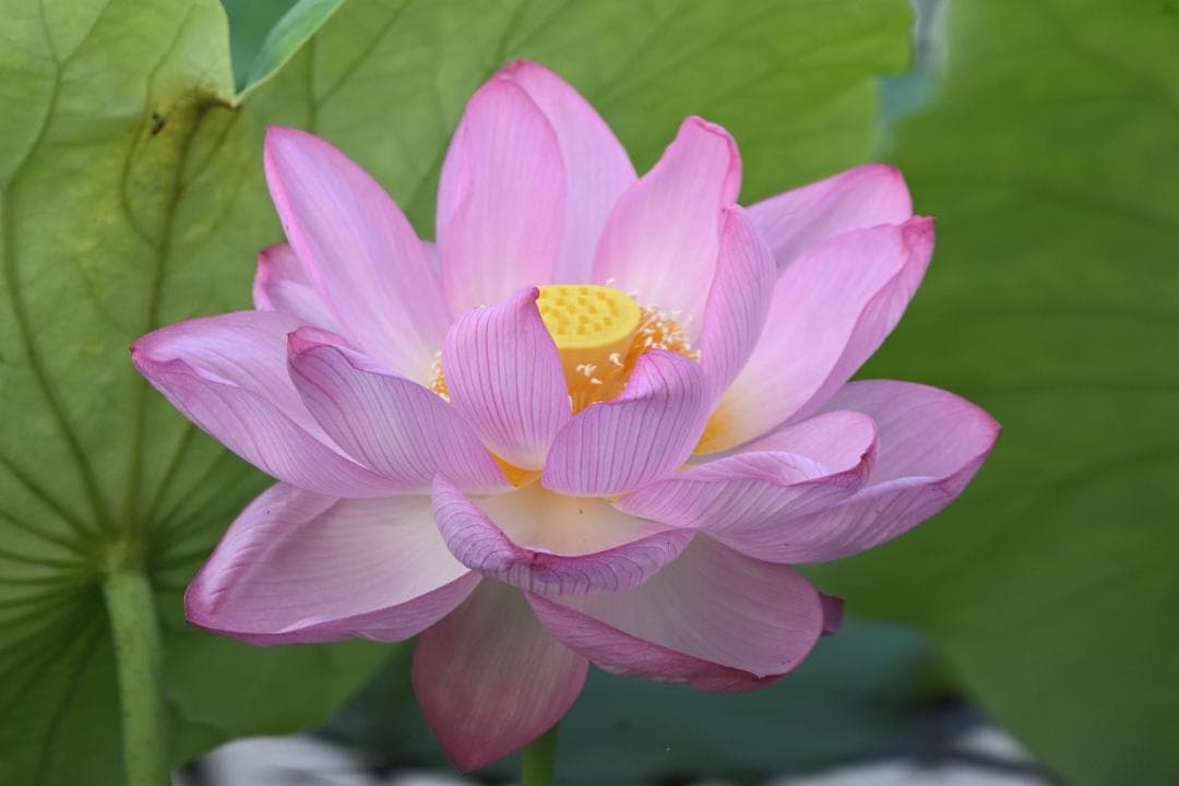 【作例あり】SIGMA超望遠　150-600mm Fマウント