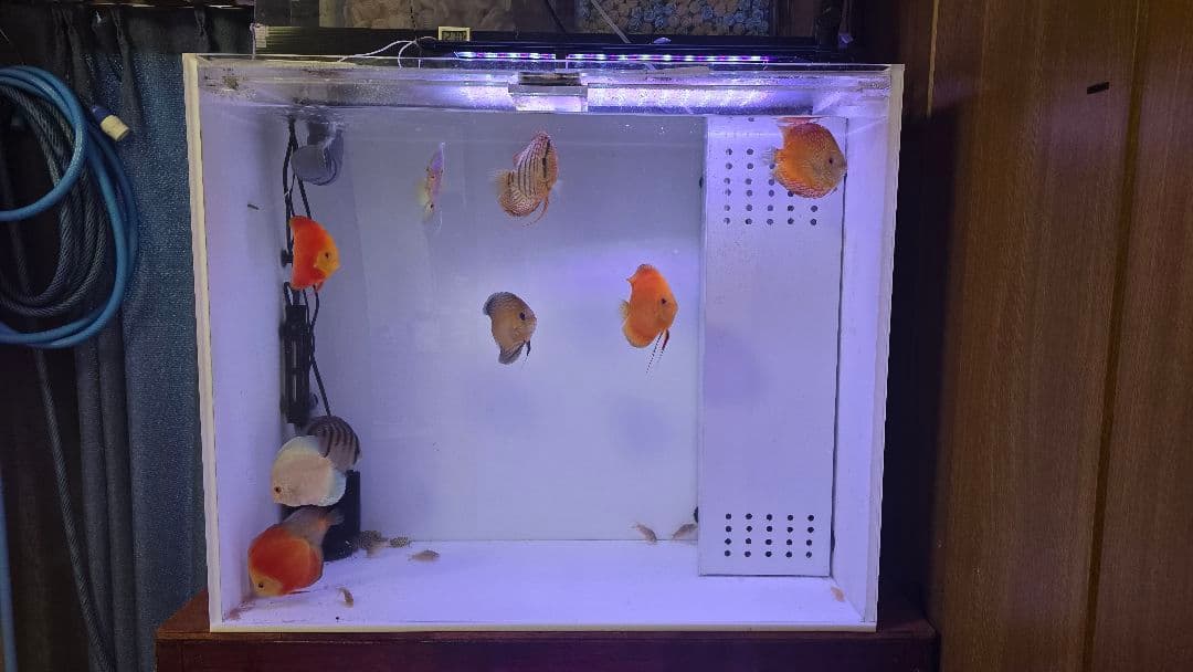 ジークフリート【直接引取】アクリル水槽 900×450×750h