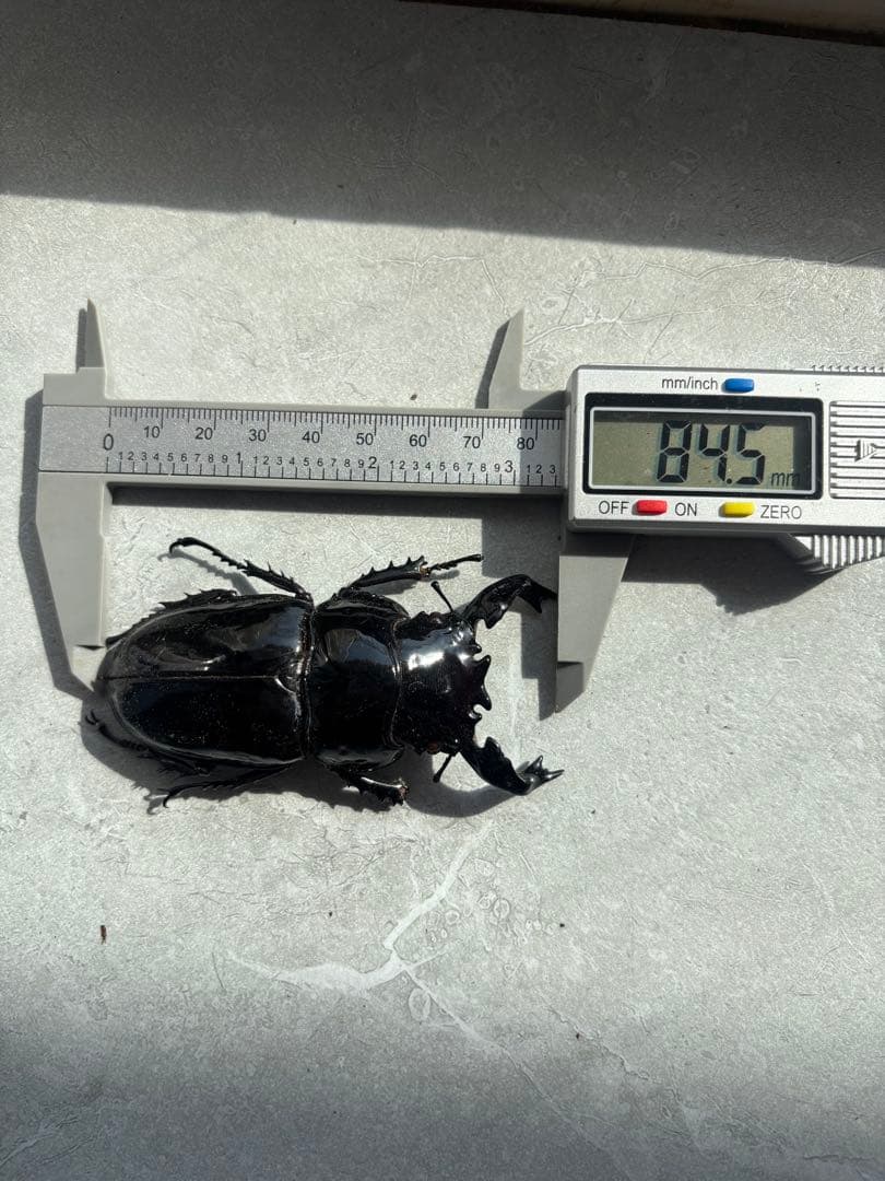 【人気大型種】　タランドゥスオオツヤツヤクワガタ　　標本　オス　メス