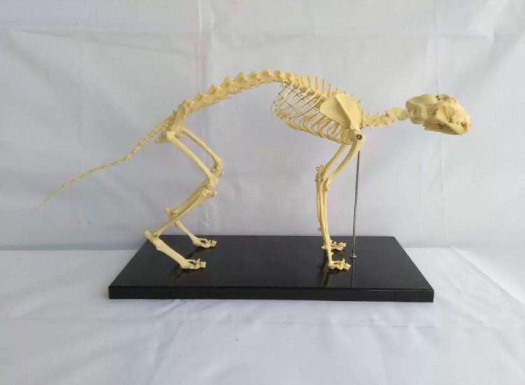 解剖学教材に！猫全身骨格模型 W47×L23×H32cm