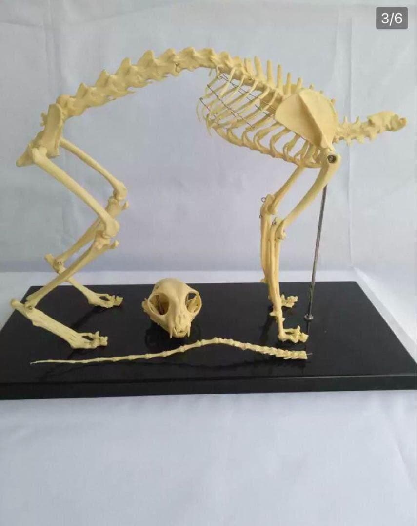 解剖学教材に！猫全身骨格模型 W47×L23×H32cm