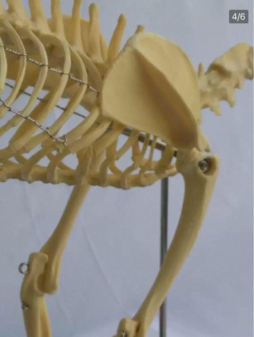 解剖学教材に！猫全身骨格模型 W47×L23×H32cm