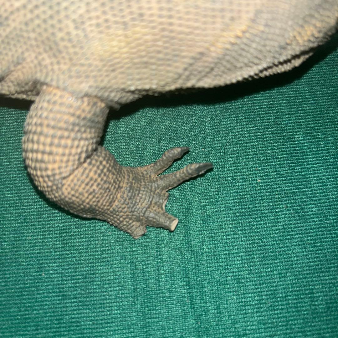 海洋堂 清水ゆう子 コモドドラゴン フィギュア