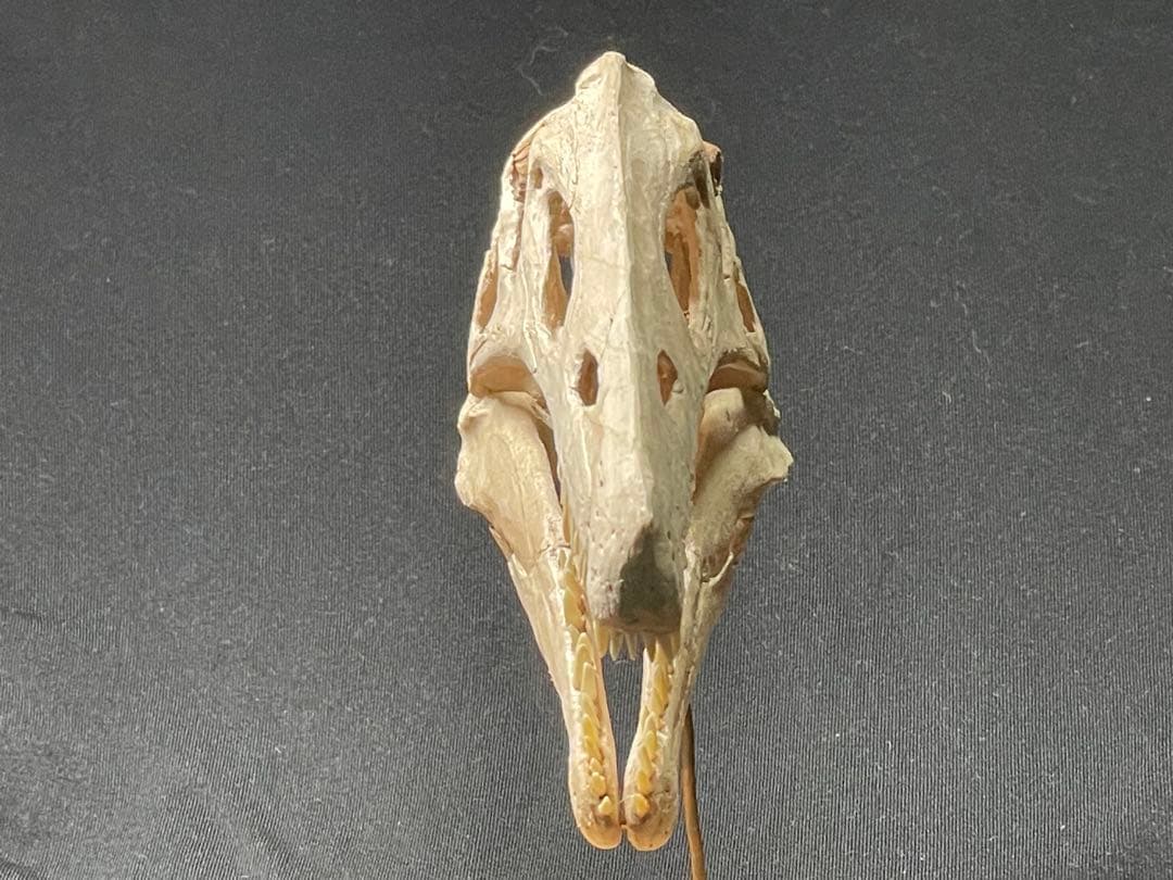 木彫 珍品　恐竜 イリテーター(イリタトール) 頭骨模型　14cm