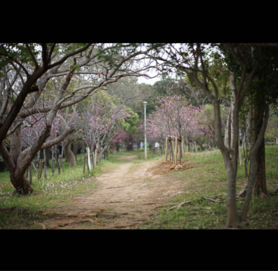 中一光学 SPEEDMASTER 85mm F1.2 ペンタックスKマウント