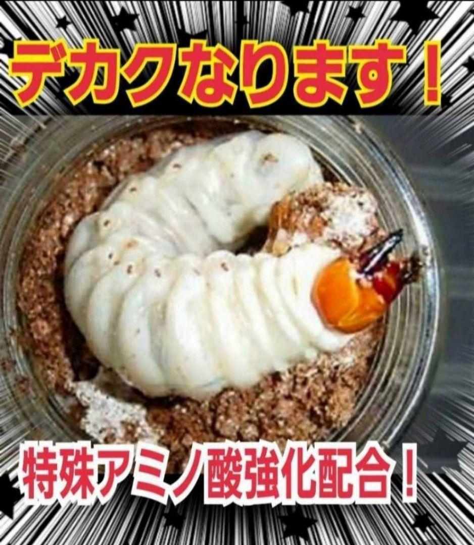 極上！ヒマラヤひらたけ菌糸瓶【１０本セット】トレハロース、キトサン強化配合！