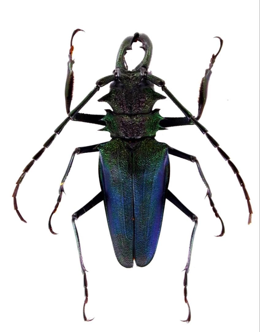 ツヤケシオニノコギリカミキリ　標本！大型！2