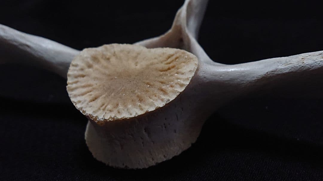 【希少】イルカの骨 美品_7