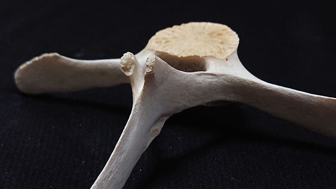 【希少】イルカの骨 美品_7