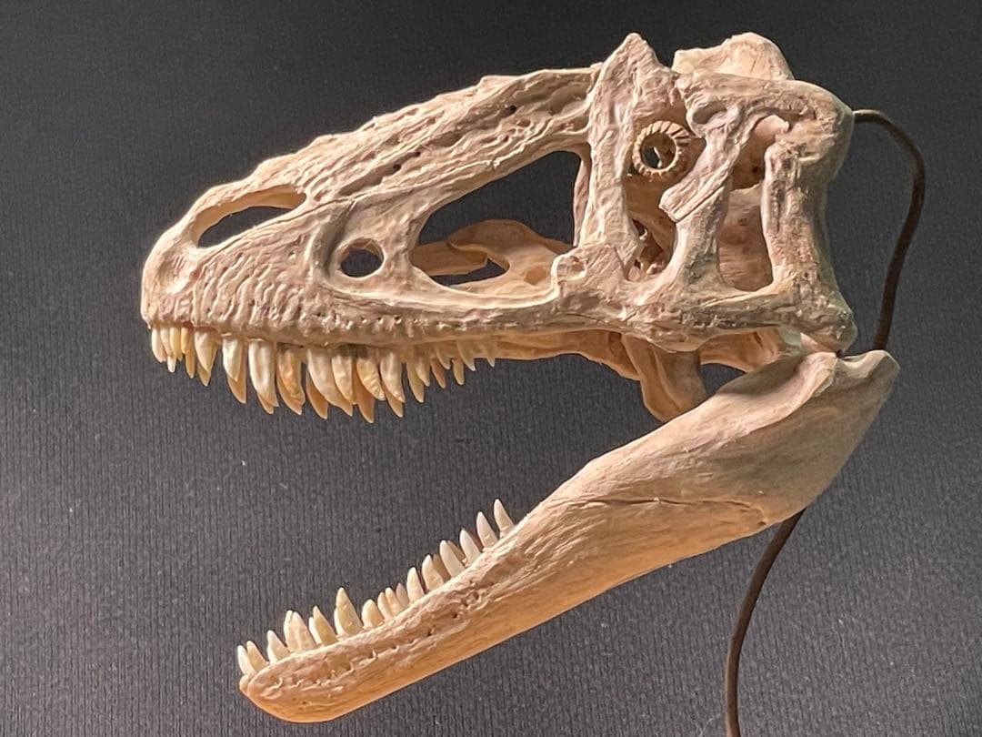 木彫　恐竜　ユウティラヌス　頭骨模型　11cm