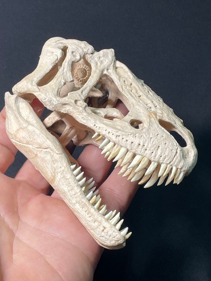 木彫　恐竜　ユウティラヌス　頭骨模型　11cm