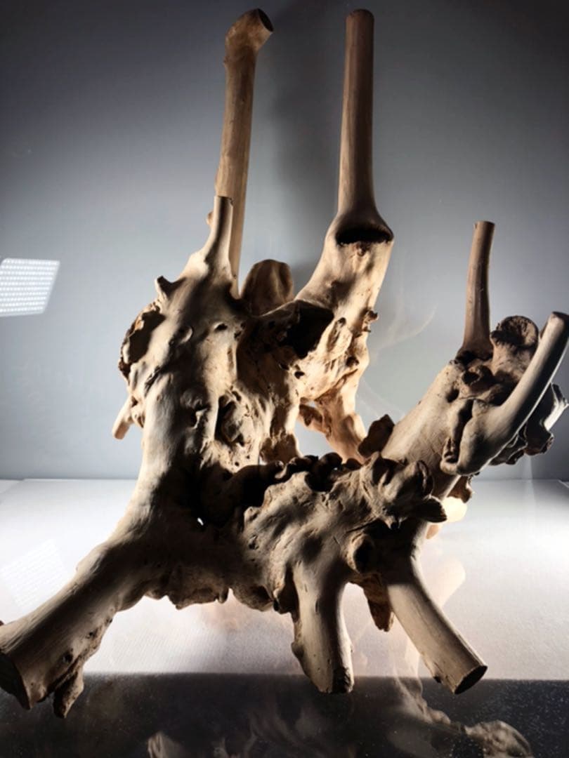 アクアリウム 流木 インテリア