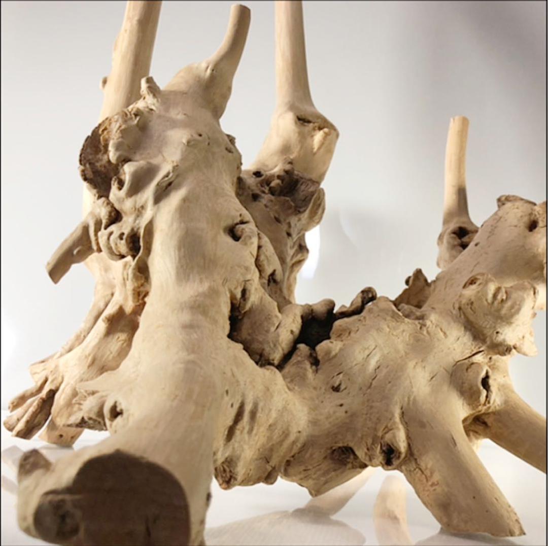 アクアリウム 流木 インテリア