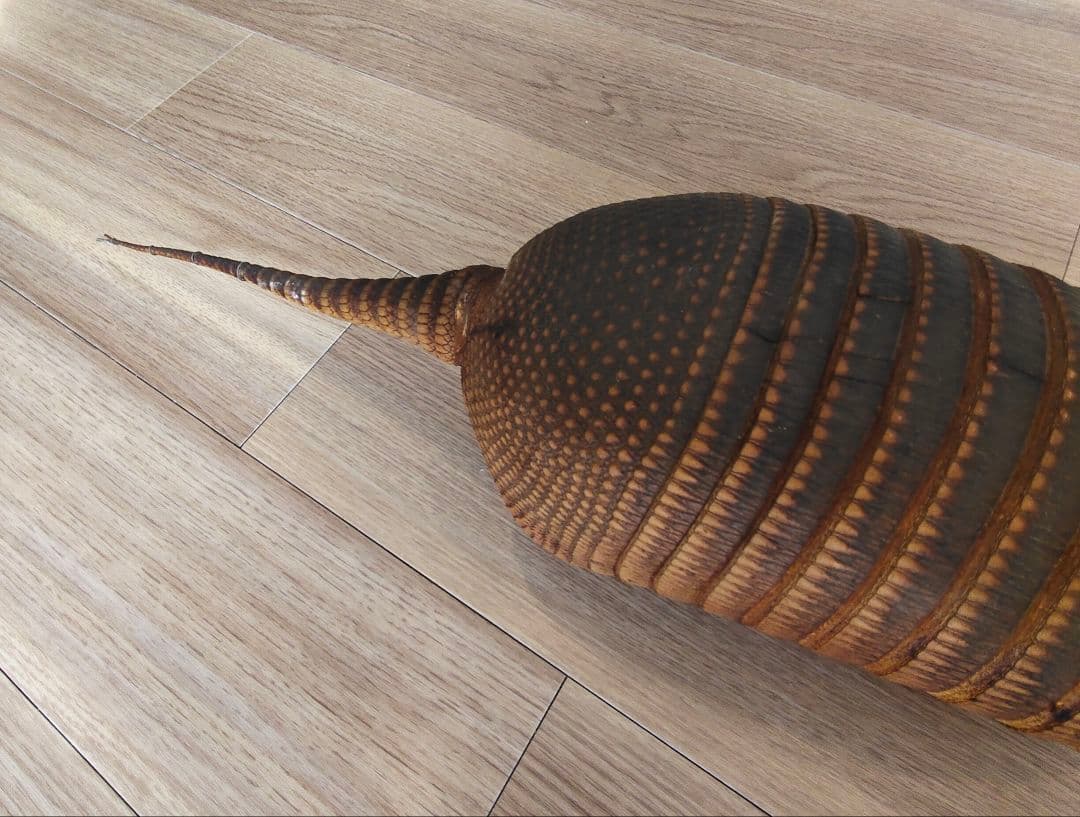 アルマジロ剥製