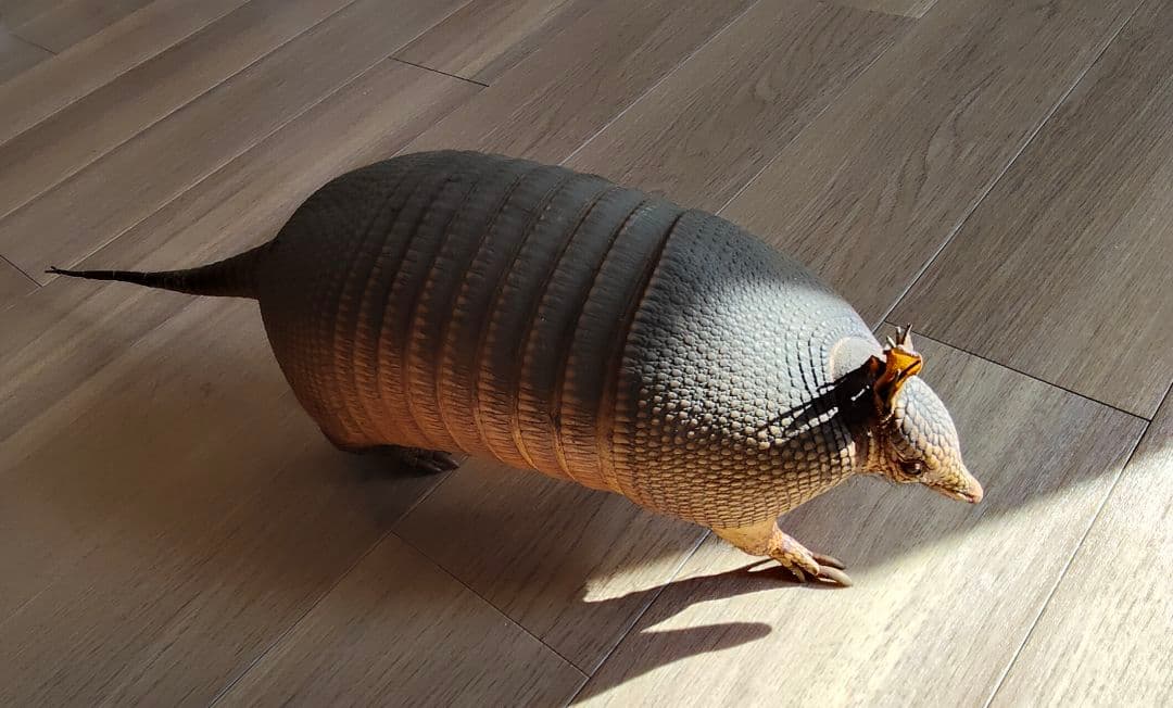 アルマジロ剥製