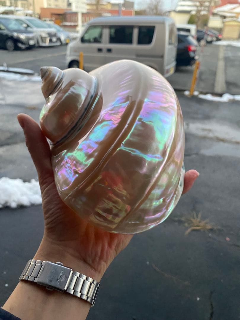 夜光貝　特大夜光貝　磨き上げ済み　ピカピカ　15x18cm 666gライトおまけ