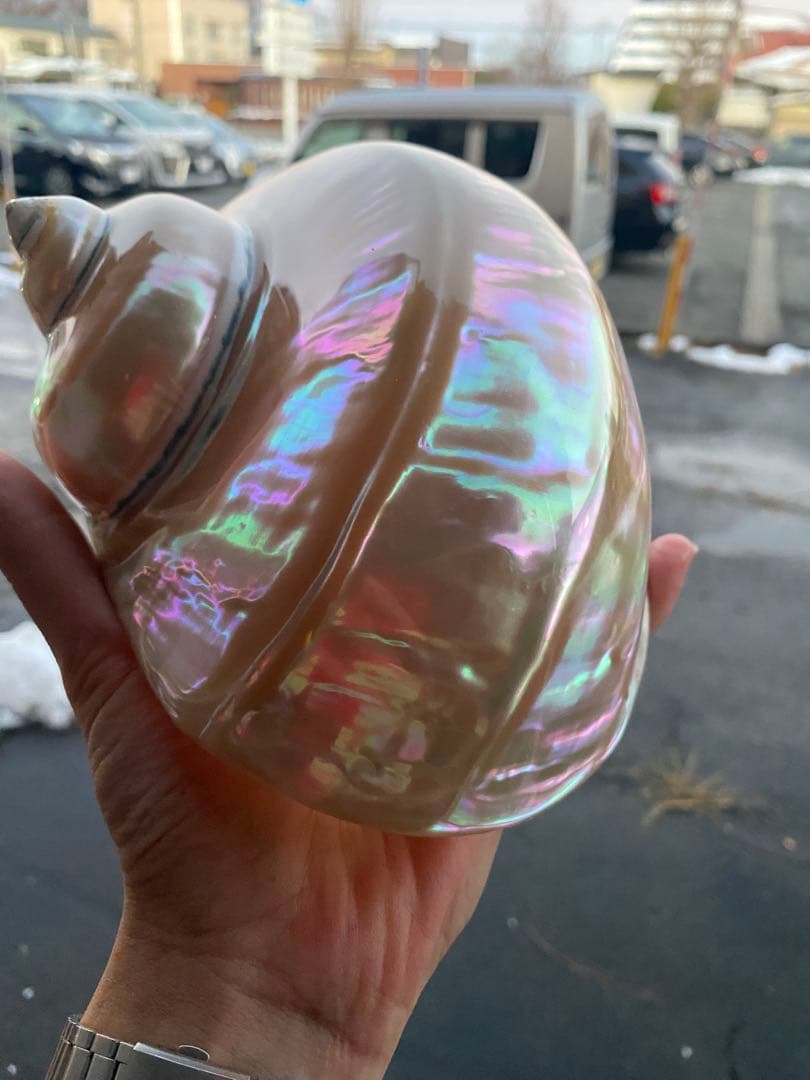 夜光貝　特大夜光貝　磨き上げ済み　ピカピカ　15x18cm 666gライトおまけ