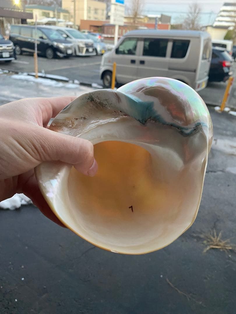 夜光貝　特大夜光貝　磨き上げ済み　ピカピカ　15x18cm 666gライトおまけ