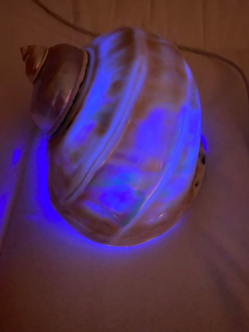 夜光貝　特大夜光貝　磨き上げ済み　ピカピカ　15x18cm 666gライトおまけ