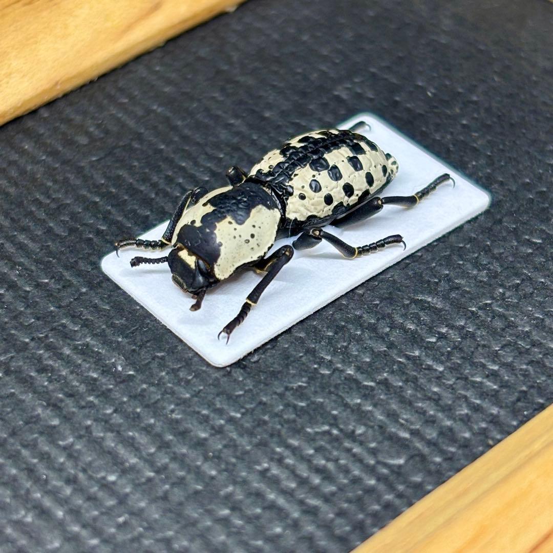 白黒模様の芸術的なゴミダマ【標本】