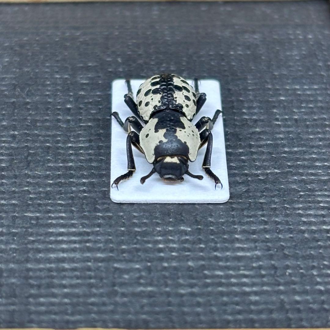 白黒模様の芸術的なゴミダマ【標本】