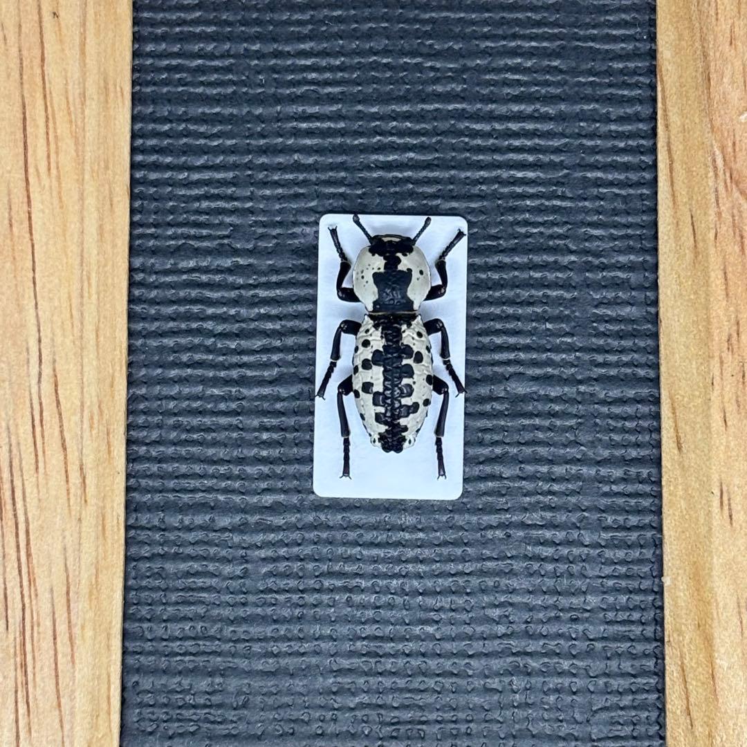 白黒模様の芸術的なゴミダマ【標本】